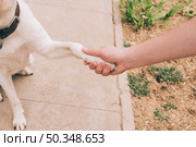 paw dog human hand. Стоковое фото, агентство Ingram Publishing / Фотобанк Лори