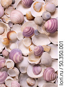 flat lay seashells. Стоковое фото, агентство Ingram Publishing / Фотобанк Лори