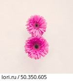 two pink gerbera flowers white table. Стоковое фото, агентство Ingram Publishing / Фотобанк Лори