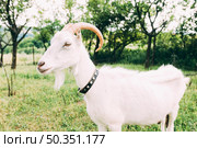 farm concept with white goat. Стоковое фото, агентство Ingram Publishing / Фотобанк Лори