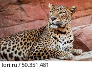 leopard_3. leopard_2. Стоковое фото, агентство Ingram Publishing / Фотобанк Лори