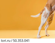 lateral view dog legs with copy space. Стоковое фото, агентство Ingram Publishing / Фотобанк Лори