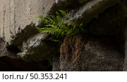 Battlefields, swedish naval base, North of Sweden, Boden, plants on stone. Стоковое фото, фотограф Tamara Sushko / Фотобанк Лори