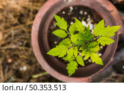top view sprouting plant pot. Стоковое фото, агентство Ingram Publishing / Фотобанк Лори