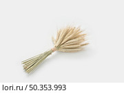 High angle of minimalist bouquet made of organic fry spikelets of wheat and placed on white background. Bunch of wheat golden ears. Стоковое фото, агентство Ingram Publishing / Фотобанк Лори