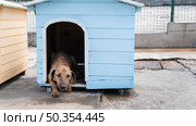 cute dog house waiting be adopted by someone. Стоковое фото, агентство Ingram Publishing / Фотобанк Лори