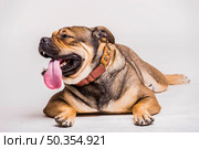 portrait bulldog with sticking its tongue out white background. Стоковое фото, агентство Ingram Publishing / Фотобанк Лори