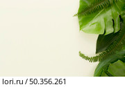 flat lay lots leaves ferns. Стоковое фото, агентство Ingram Publishing / Фотобанк Лори