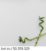 bamboo sticks. Стоковое фото, агентство Ingram Publishing / Фотобанк Лори