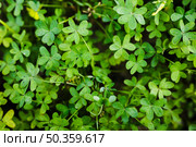 close up green bermuda buttercup leaves. Стоковое фото, агентство Ingram Publishing / Фотобанк Лори