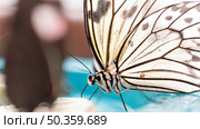 close up view beautiful butterfly concept. Стоковое фото, агентство Ingram Publishing / Фотобанк Лори