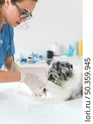 female veterinarian applying bandage wounded dog s paw. Стоковое фото, агентство Ingram Publishing / Фотобанк Лори