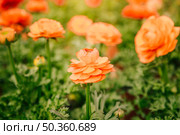 orange ranunculus flower growing field sunny day. Стоковое фото, агентство Ingram Publishing / Фотобанк Лори