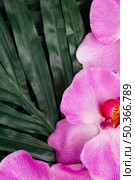 pretty pink orchid tropical leaves. Стоковое фото, агентство Ingram Publishing / Фотобанк Лори