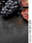 top view grapes leaves copy space. Стоковое фото, агентство Ingram Publishing / Фотобанк Лори