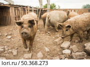 pigs sty farm. Стоковое фото, агентство Ingram Publishing / Фотобанк Лори