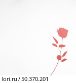 pink rose shadow isolated white background. Стоковое фото, агентство Ingram Publishing / Фотобанк Лори