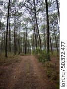 Pine trees forest view in Ovar - Portugal. Стоковое фото, агентство Ingram Publishing / Фотобанк Лори