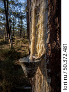 Extraction of natural resin from pine tree trunks in Ovar - Portugal. Стоковое фото, агентство Ingram Publishing / Фотобанк Лори