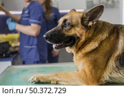 close up doctor clinic with smiley dog . Стоковое фото, агентство Ingram Publishing / Фотобанк Лори