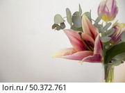 close up vase with lily eucalyptus populus leaves tulip against white. Стоковое фото, агентство Ingram Publishing / Фотобанк Лори