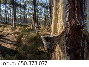 Extraction of natural resin from pine tree trunks in Ovar - Portugal. Стоковое фото, агентство Ingram Publishing / Фотобанк Лори