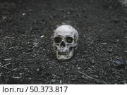 dead cranium placed grey soil. Стоковое фото, агентство Ingram Publishing / Фотобанк Лори