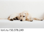 Studio portrait of a beautiful and cute labrador dog breed. Стоковое фото, агентство Ingram Publishing / Фотобанк Лори