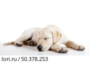 Studio portrait of a beautiful and cute labrador dog sleeping. Стоковое фото, агентство Ingram Publishing / Фотобанк Лори