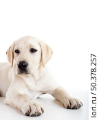 Studio portrait of a beautiful and cute labrador dog breed. Стоковое фото, агентство Ingram Publishing / Фотобанк Лори