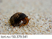 close-up picture of an Hermit crab (Coenobita sp.) Стоковое фото, агентство Ingram Publishing / Фотобанк Лори