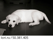 Beautiful labrador retriever puppy lying on the floor. Стоковое фото, агентство Ingram Publishing / Фотобанк Лори