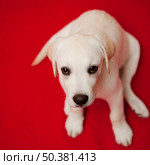 Top view of a labrador retriever puppy sitting on the floor. Стоковое фото, агентство Ingram Publishing / Фотобанк Лори