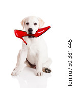 Labrador retriever with a res shoe in his mouth. Стоковое фото, агентство Ingram Publishing / Фотобанк Лори