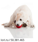 Labrador retriever puppy playing with a red ball, isolated on white. Стоковое фото, агентство Ingram Publishing / Фотобанк Лори