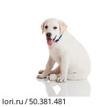 Beautiful labrador retriever cream puppy isolated on white background wearing a blue dog-collar. Стоковое фото, агентство Ingram Publishing / Фотобанк Лори