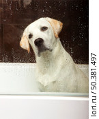Beautiful labrador retriever inside the bathtub waiting for the bath. Стоковое фото, агентство Ingram Publishing / Фотобанк Лори