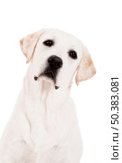 Beautiful dog of breed Labrador sitting and isolated on white. Стоковое фото, агентство Ingram Publishing / Фотобанк Лори