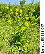 Erysimum amurense Kitag, (семейство Brassicaceae). Желтушник амурский на берегу реликтового озера Ахлестышева на острове Русский. Россия, Владивосток. Стоковое фото, фотограф Овчинникова Ирина / Фотобанк Лори