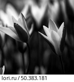 Beautiful black and white picture of tulips. Стоковое фото, агентство Ingram Publishing / Фотобанк Лори