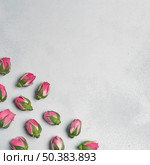 carnation flower buds with copy space. Стоковое фото, агентство Ingram Publishing / Фотобанк Лори