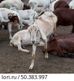 close up goats farm. Стоковое фото, агентство Ingram Publishing / Фотобанк Лори