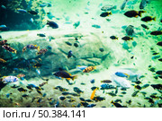 coral fishes underwater scene. Стоковое фото, агентство Ingram Publishing / Фотобанк Лори