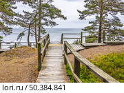 Wooden Coastal Boardwalk Through Pines Leading to Baltic Sea Cliff Overlook in Latvia. Стоковое фото, фотограф Zydrius Tartenis / Фотобанк Лори