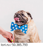 woman s hand holding bowtie prop near pug dog s neck. Стоковое фото, агентство Ingram Publishing / Фотобанк Лори