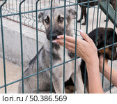 cute dogs fence waiting be adopted. Стоковое фото, агентство Ingram Publishing / Фотобанк Лори