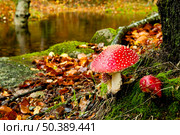 Close-up picture of a Amanita poisonous mushroom in nature. Стоковое фото, агентство Ingram Publishing / Фотобанк Лори