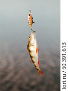 close up fish caught with fishing bait. Стоковое фото, агентство Ingram Publishing / Фотобанк Лори
