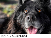 close up happy dog outdoors. Стоковое фото, агентство Ingram Publishing / Фотобанк Лори