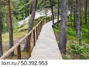 Elevated wooden boardwalk with handrail meanders through lush pine forest dunes, Latvia. Редакционное фото, фотограф Zydrius Tartenis / Фотобанк Лори